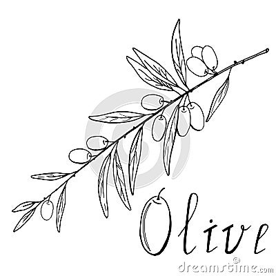 Olive branch black and white sketch Stock Photo